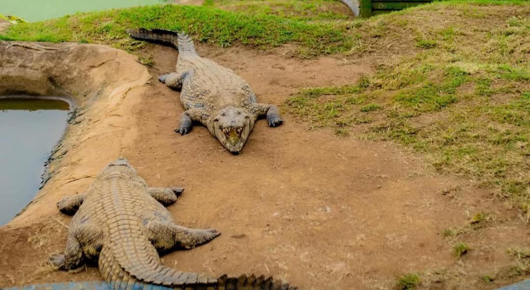 Phezulu Safari Park Villa Botha's Hill Dış mekan fotoğraf