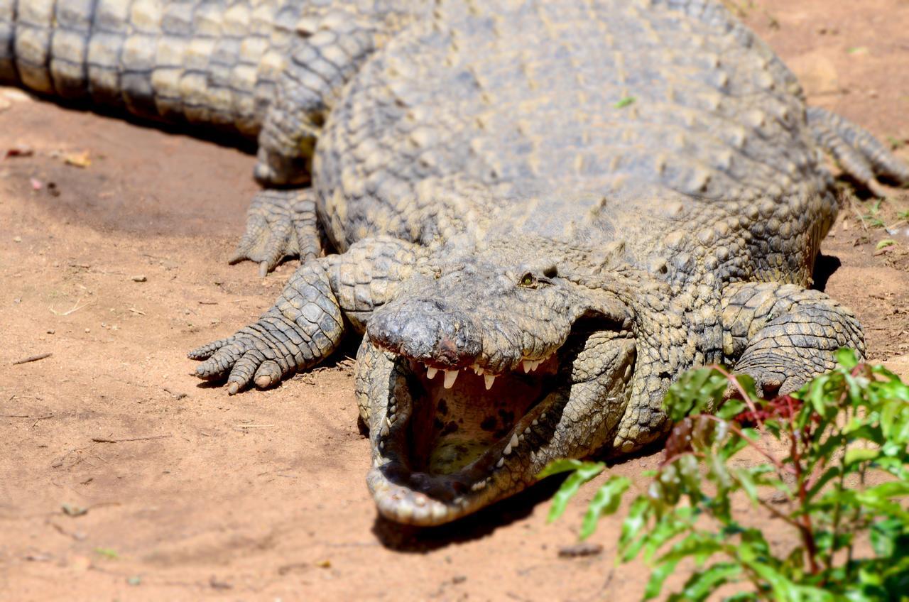 Phezulu Safari Park Villa Botha's Hill Dış mekan fotoğraf