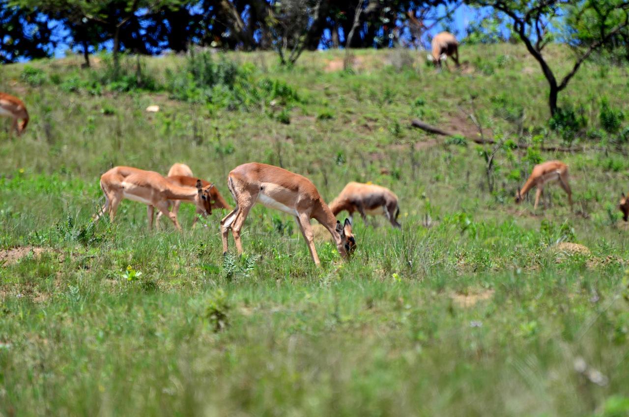 Phezulu Safari Park Villa Botha's Hill Dış mekan fotoğraf